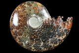 Polished, Agatized Ammonite (Cleoniceras) - Madagascar #94242-1